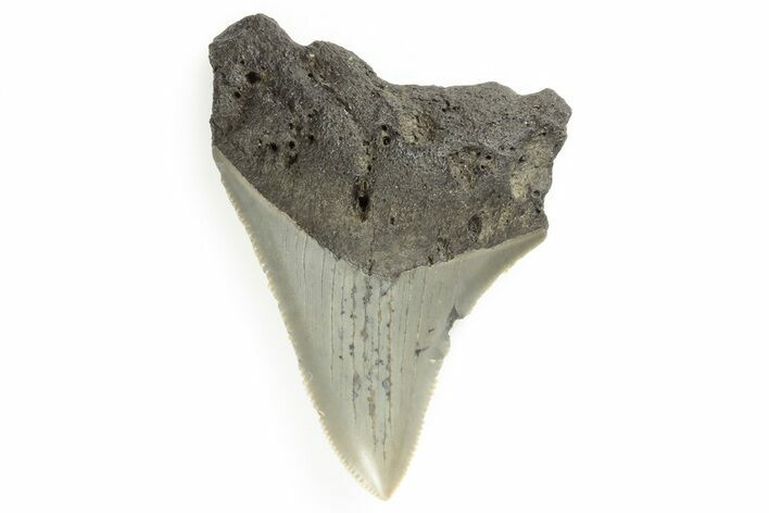 Serrated, Juvenile Megalodon Tooth - North Carolina #190918